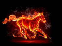 Fiery stallion